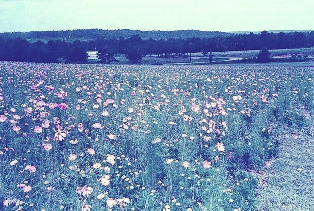 Web1 Purple flower field