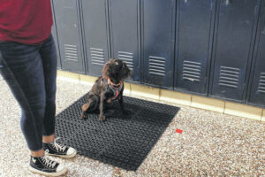 Therapy dog trained to help elementary school