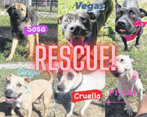 6 Chesterfield dogs on euthanasia list, need rescuers