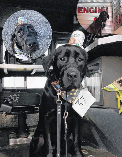 Banzo is dressed as his namesake - garbanzo beans. He dressed up as Eeyore before this.
                                 Contributed photo