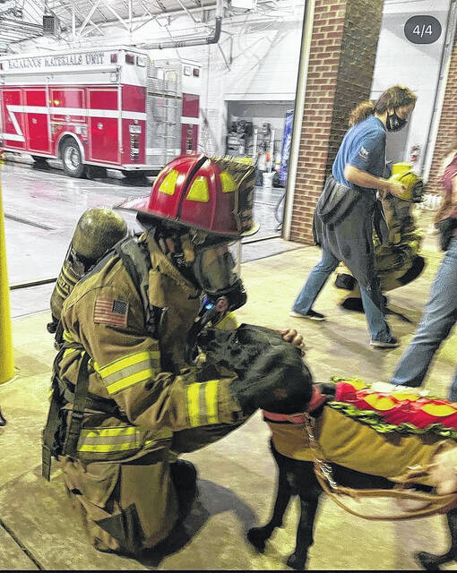 This guide dog in training is dressed up as a hot dog!
                                 Contributed photo