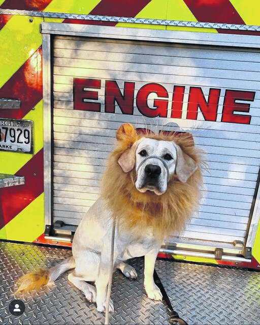 Tonka enjoys exploring the fire truck.
                                 Contributed photo