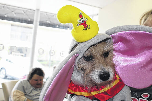 Pumpkin makes a very cute Dumbo.
Hannah Barron | Anson Record
