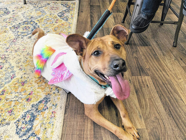 Adoptable Lilly is a unicorn.
Hannah Barron | Anson Record