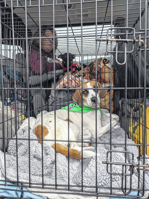 Misplaced Mutts rescued these dogs.
                                 Contributed photo