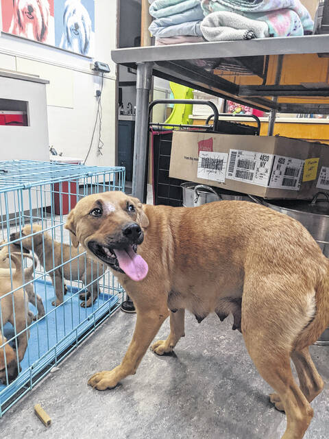 A mom and her pups are ready to be rescued by Greater Charlotte SPCA.
                                 Contributed photo