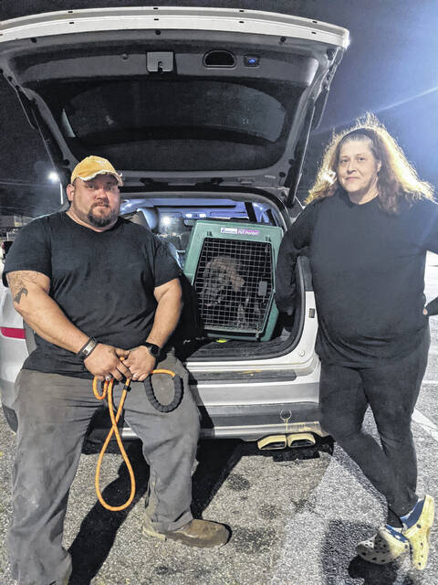 Alice Summers is fostering Big Stella until she is ready for rescue.