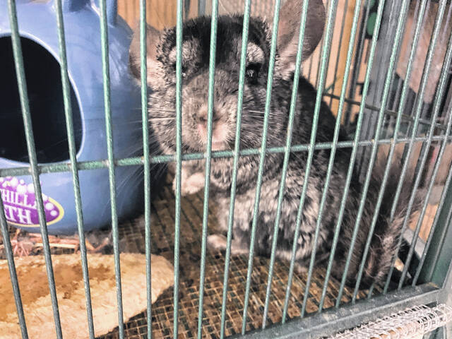 A chinchilla at the CTE Expo.
                                 Hannah Barron | Anson Record