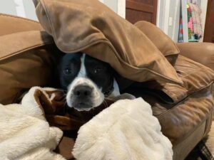 Rescue celebrates 5th anniversary as nonprofit