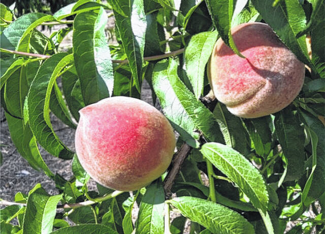 Nothing can beat tree-ripened, Sandhills peaches.
Photo courtesy of Paige Burns Clark