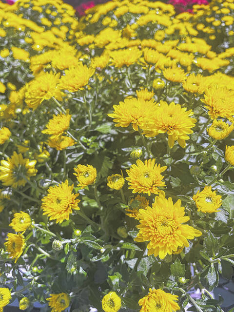 Today, mums come in a wide array of colors, sizes, and shapes. They are used as cut flowers and to add color to borders and container plantings.
                                 Photo courtesy of NC Cooperative Extension