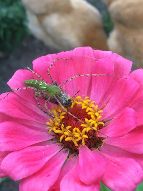 Pictured is a green lynx spider.
                                 Photo courtesy of Paige Burns