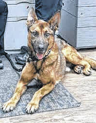 K-9 Blitz
                                 File image