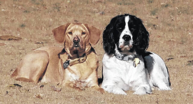 An animal lover, Powell shares a picture of his beloved best friends, (pictured left to right) Lester and Bandit. Both dogs are rescue animals, and Bandit has since passed away.