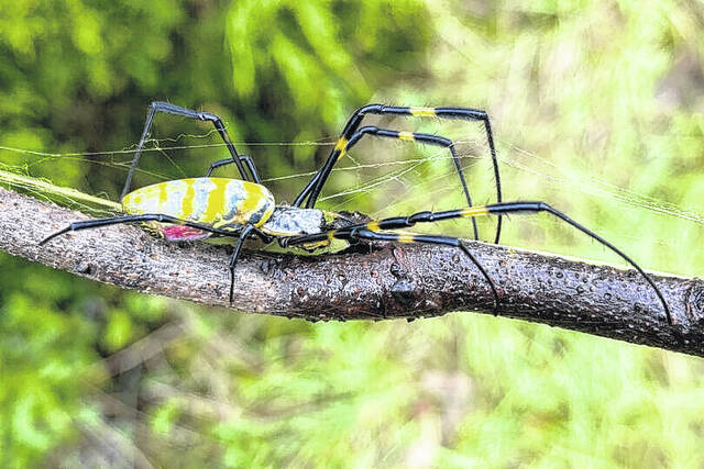 In their native Japan, Joro spiders colonize most of the country. Japan has a very similar climate to the U.S. and is approximately the same latitude.
file photo