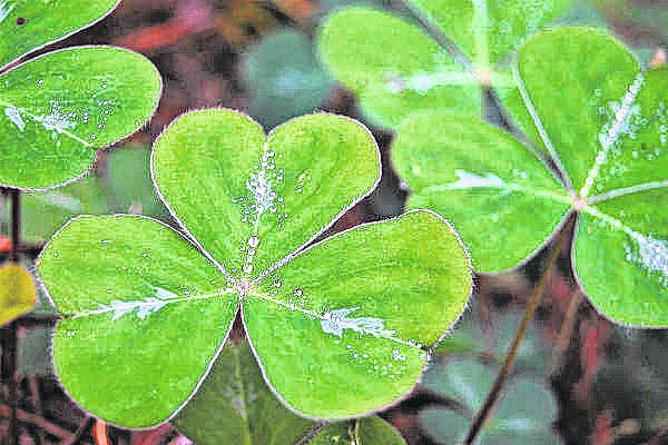 Shamrocks.
                                 Courtesy photo