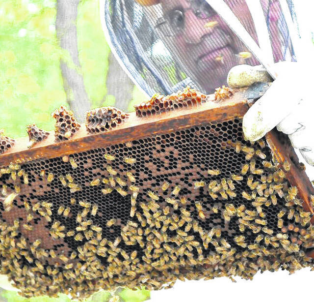 North Carolina has about 15,000 beekeepers, the most beekeepers per capita of any state.
File photo