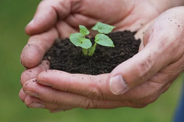 The effects of soil degradation