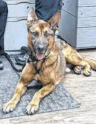 K9s United honors 23 fallen police dogs with Memorial Run