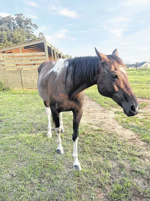 EPM and Horses